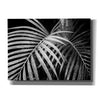 'Palm Fronds' by Debra Van Swearingen, Canvas Wall Art,16x12x1.1x0,26x18x1.1x0,34x26x1.74x0,54x40x1.74x0