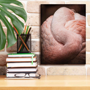'Chilean Flamingo I' by Debra Van Swearingen, Canvas Wall Art,12 x 16