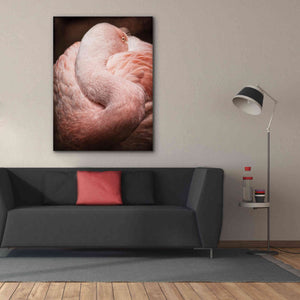 'Chilean Flamingo I' by Debra Van Swearingen, Canvas Wall Art,40 x 54