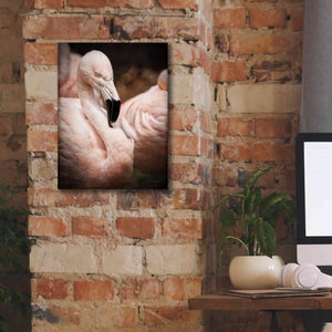 'Chilean Flamingo II' by Debra Van Swearingen, Canvas Wall Art,12 x 16
