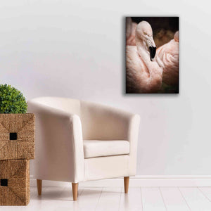 'Chilean Flamingo II' by Debra Van Swearingen, Canvas Wall Art,18 x 26