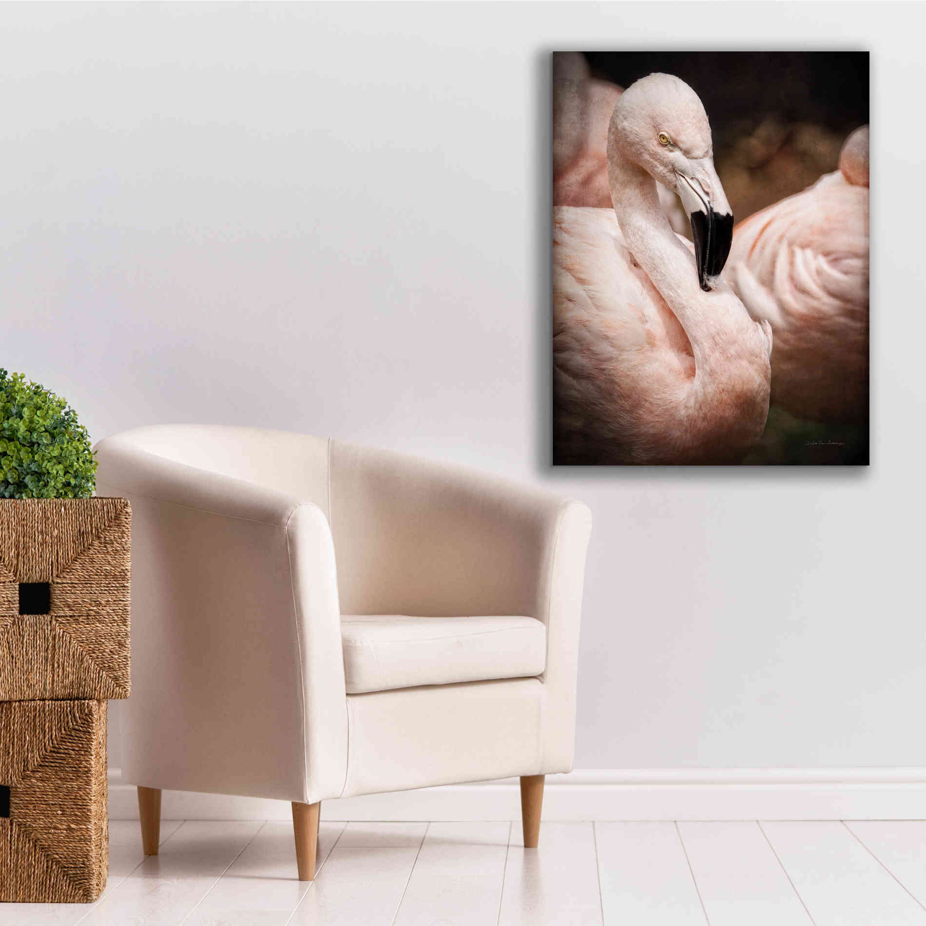 'Chilean Flamingo II' by Debra Van Swearingen, Canvas Wall Art,26 x 34