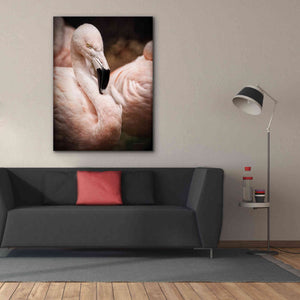 'Chilean Flamingo II' by Debra Van Swearingen, Canvas Wall Art,40 x 54