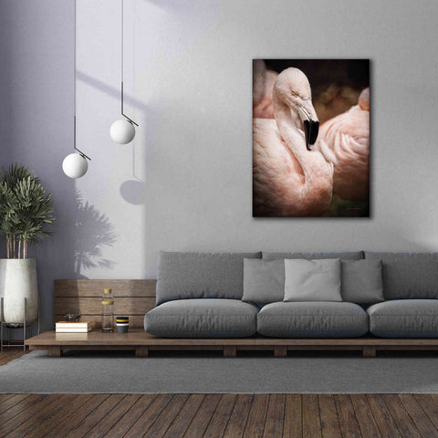 Image of 'Chilean Flamingo II' by Debra Van Swearingen, Canvas Wall Art,40 x 54