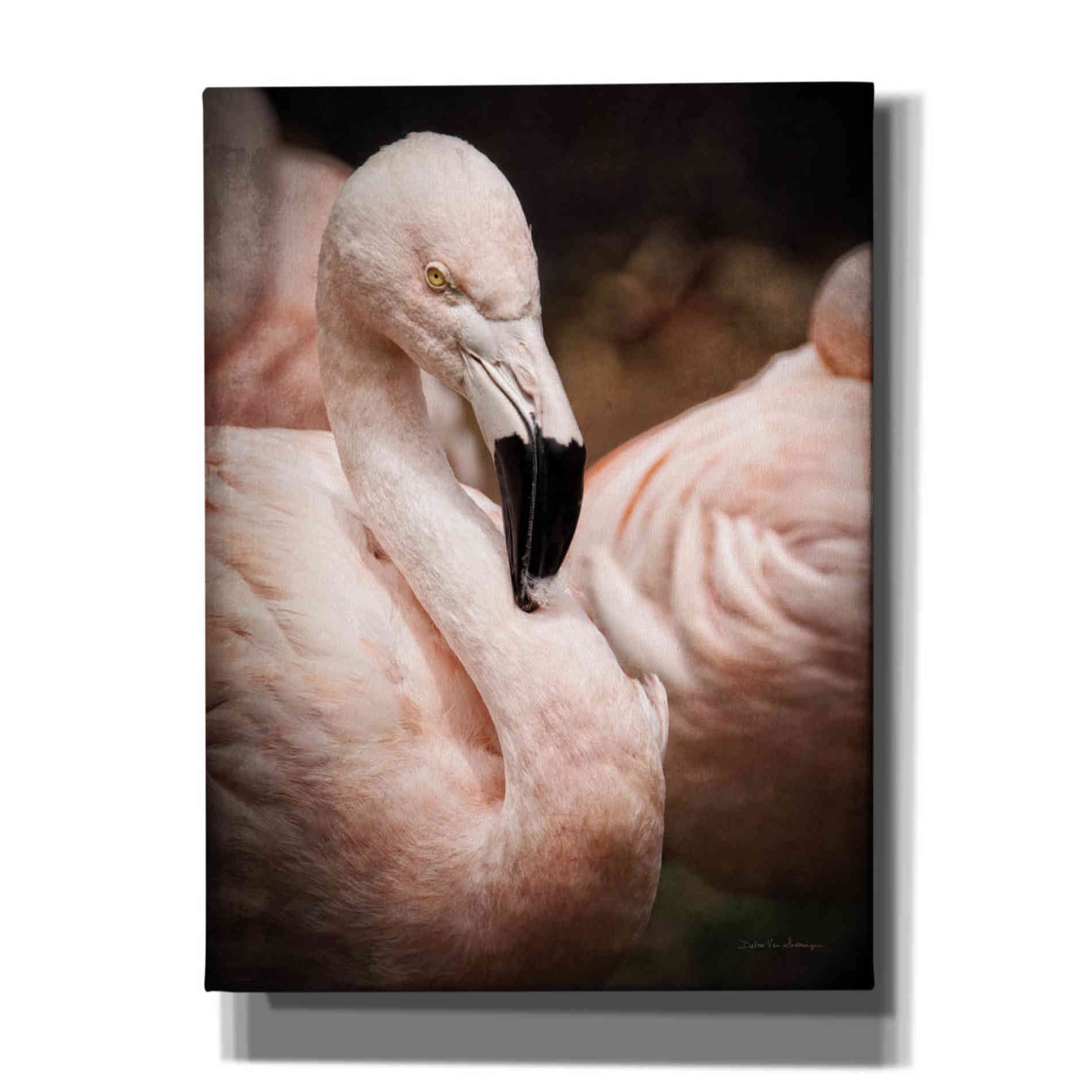 'Chilean Flamingo II' by Debra Van Swearingen, Canvas Wall Art,12x16x1.1x0,18x26x1.1x0,26x34x1.74x0,40x54x1.74x0