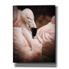'Chilean Flamingo II' by Debra Van Swearingen, Canvas Wall Art,12x16x1.1x0,18x26x1.1x0,26x34x1.74x0,40x54x1.74x0