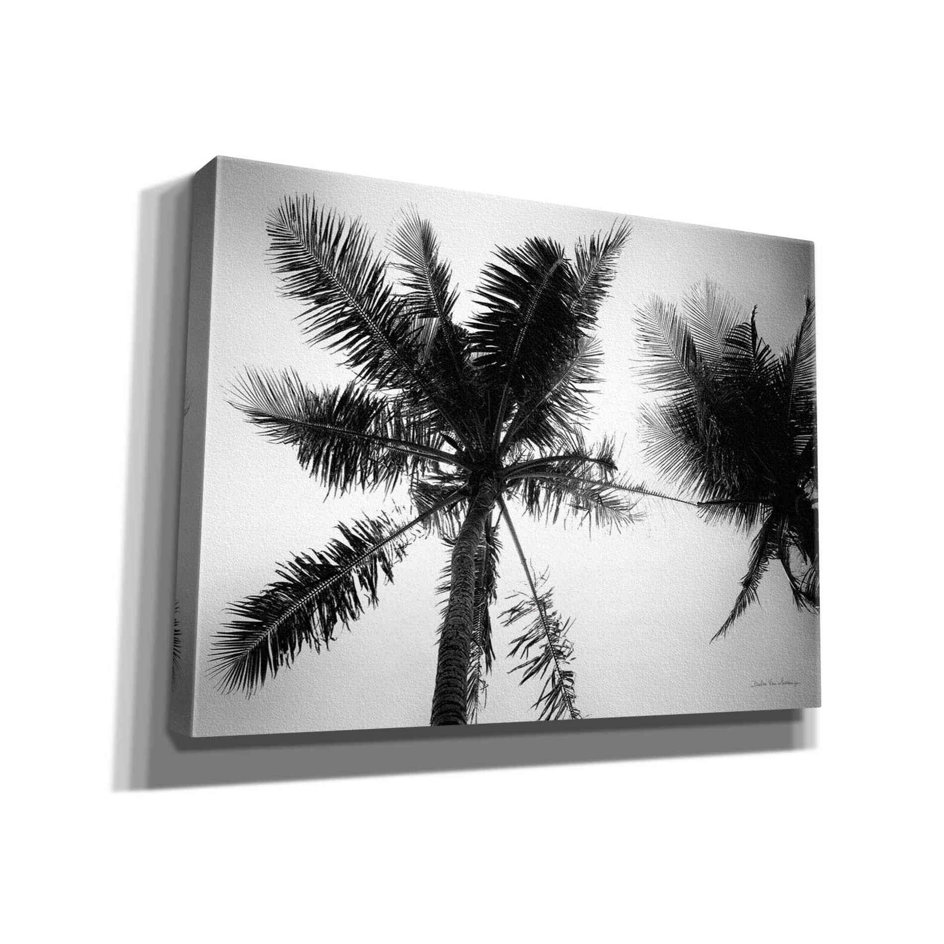 'Palm Tree Looking Up II' by Debra Van Swearingen, Canvas Wall Art,16x12x1.1x0,26x18x1.1x0,34x26x1.74x0,54x40x1.74x0