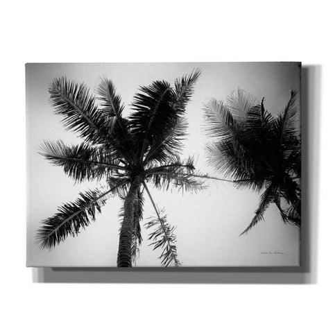 Image of 'Palm Tree Looking Up II' by Debra Van Swearingen, Canvas Wall Art,16x12x1.1x0,26x18x1.1x0,34x26x1.74x0,54x40x1.74x0