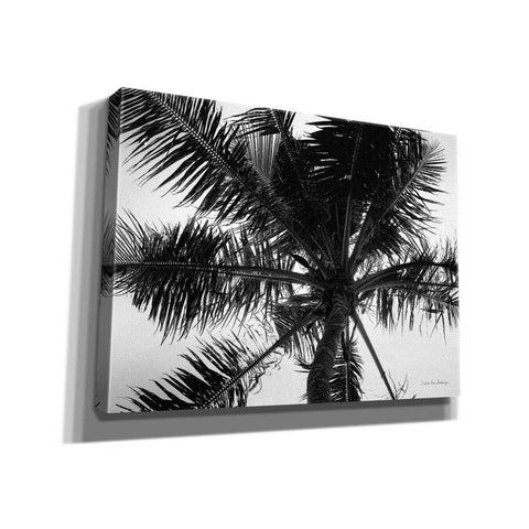 Image of 'Palm Tree Looking Up III' by Debra Van Swearingen, Canvas Wall Art,16x12x1.1x0,26x18x1.1x0,34x26x1.74x0,54x40x1.74x0