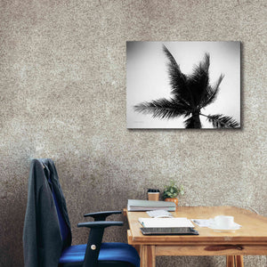 'Palm Tree Looking Up IV' by Debra Van Swearingen, Canvas Wall Art,34 x 26