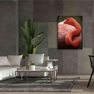 'Caribbean Flamingo I' by Debra Van Swearingen, Canvas Wall Art,40 x 54