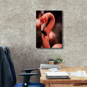 'Caribbean Flamingo II' by Debra Van Swearingen, Canvas Wall Art,18 x 26