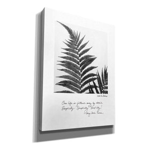 'Delicate Fern v2' by Debra Van Swearingen, Canvas Wall Art,12x16x1.1x0,20x24x1.1x0,26x30x1.74x0,40x54x1.74x0