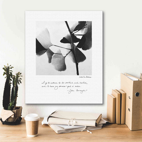 Image of 'Delicate Ginkgo v2' by Debra Van Swearingen, Canvas Wall Art,20 x 24
