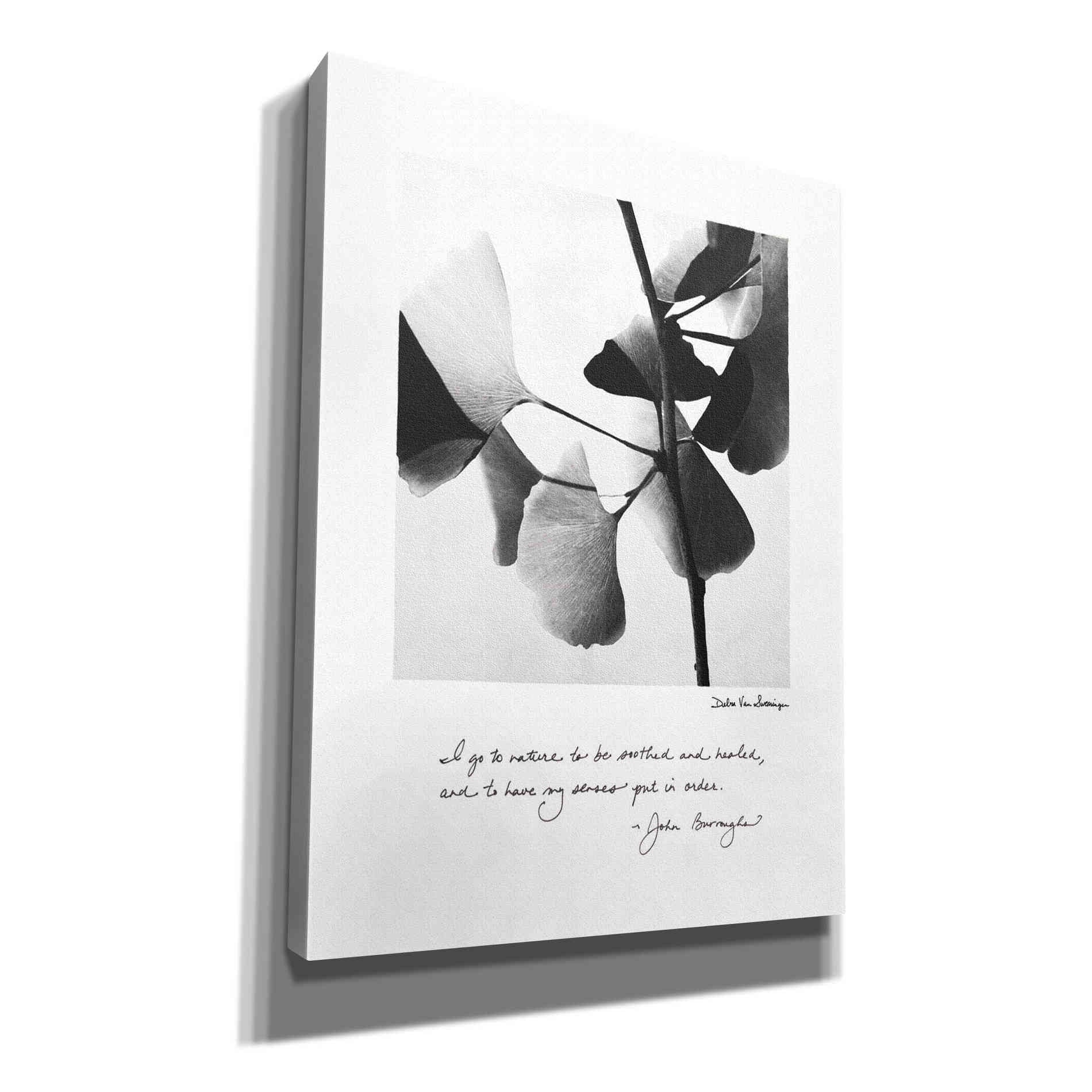 'Delicate Ginkgo v2' by Debra Van Swearingen, Canvas Wall Art,12x16x1.1x0,20x24x1.1x0,26x30x1.74x0,40x54x1.74x0