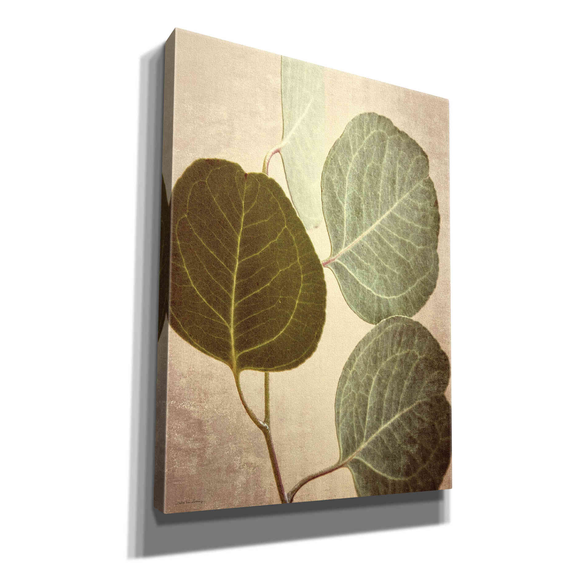 'Eucalyptus Color' by Debra Van Swearingen, Canvas Wall Art,12x16x1.1x0,20x24x1.1x0,26x30x1.74x0,40x54x1.74x0