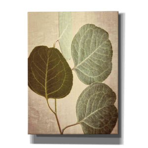 'Eucalyptus Color' by Debra Van Swearingen, Canvas Wall Art,12x16x1.1x0,20x24x1.1x0,26x30x1.74x0,40x54x1.74x0
