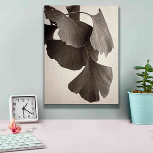 'Gingko Sepia' by Debra Van Swearingen, Canvas Wall Art,12 x 16
