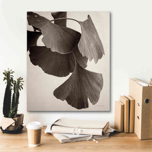 'Gingko Sepia' by Debra Van Swearingen, Canvas Wall Art,20 x 24