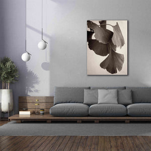 'Gingko Sepia' by Debra Van Swearingen, Canvas Wall Art,40 x 54