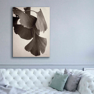 'Gingko Sepia' by Debra Van Swearingen, Canvas Wall Art,40 x 54