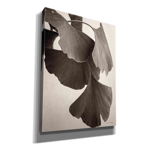 Image of 'Gingko Sepia' by Debra Van Swearingen, Canvas Wall Art,12x16x1.1x0,20x24x1.1x0,26x30x1.74x0,40x54x1.74x0