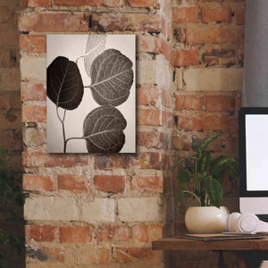 'Eucalyptus Sepia' by Debra Van Swearingen, Canvas Wall Art,12 x 16