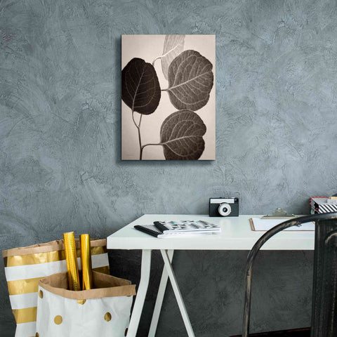 Image of 'Eucalyptus Sepia' by Debra Van Swearingen, Canvas Wall Art,12 x 16