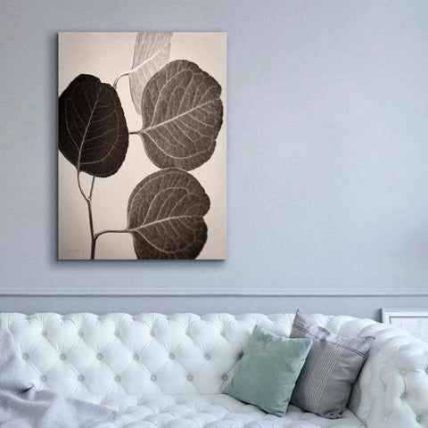 Image of 'Eucalyptus Sepia' by Debra Van Swearingen, Canvas Wall Art,40 x 54