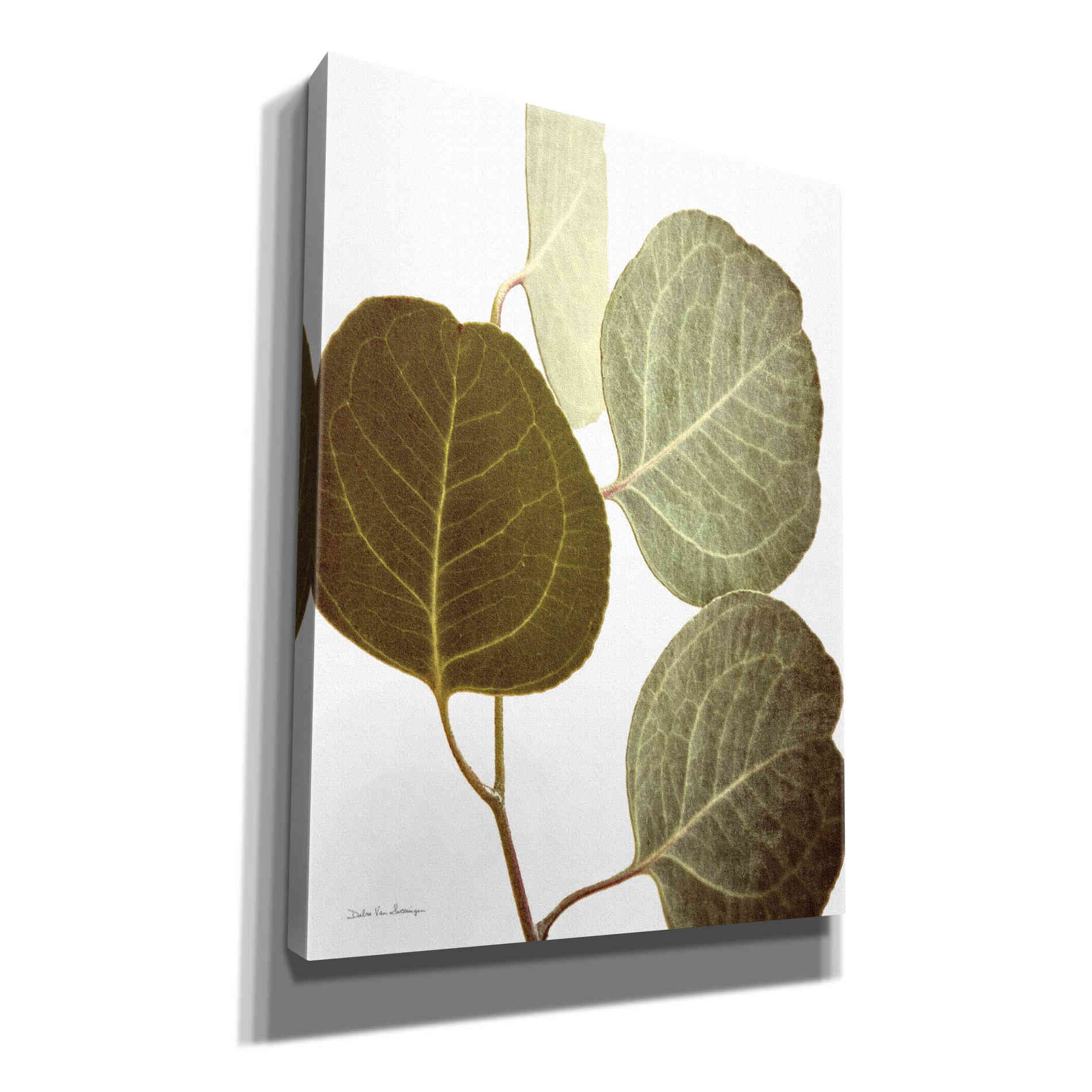 'Eucalyptus Color on White' by Debra Van Swearingen, Canvas Wall Art,12x16x1.1x0,20x24x1.1x0,26x30x1.74x0,40x54x1.74x0