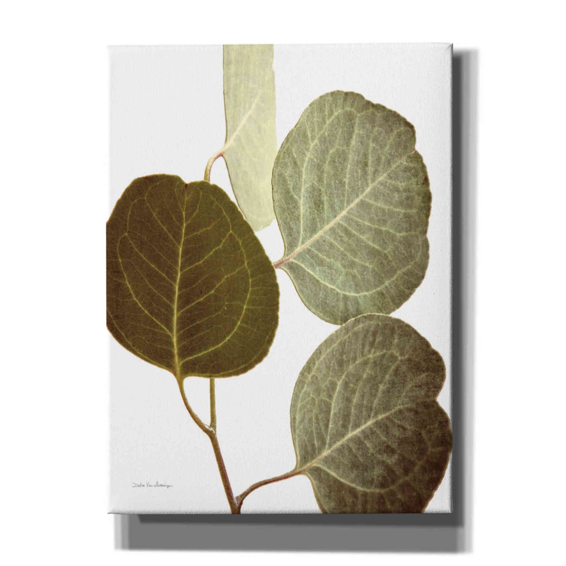 'Eucalyptus Color on White' by Debra Van Swearingen, Canvas Wall Art,12x16x1.1x0,20x24x1.1x0,26x30x1.74x0,40x54x1.74x0