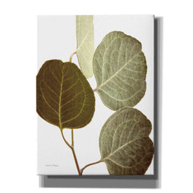 'Eucalyptus Color on White' by Debra Van Swearingen, Canvas Wall Art,12x16x1.1x0,20x24x1.1x0,26x30x1.74x0,40x54x1.74x0