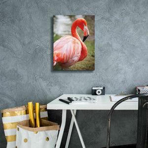 'Flamingo I' by Debra Van Swearingen, Canvas Wall Art,12 x 16