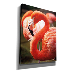 'Flamingo III' by Debra Van Swearingen, Canvas Wall Art,12x16x1.1x0,20x24x1.1x0,26x30x1.74x0,40x54x1.74x0