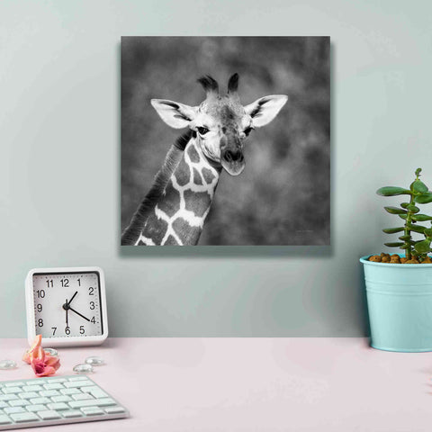 Image of 'Little Guy' by Debra Van Swearingen, Canvas Wall Art,12 x 12