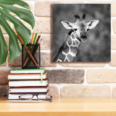 Image of 'Little Guy' by Debra Van Swearingen, Canvas Wall Art,12 x 12