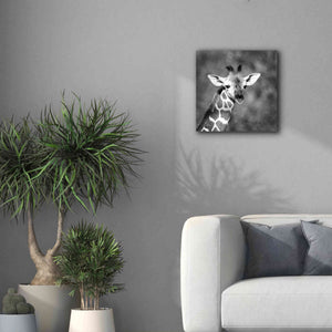 'Little Guy' by Debra Van Swearingen, Canvas Wall Art,18 x 18