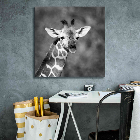 Image of 'Little Guy' by Debra Van Swearingen, Canvas Wall Art,26 x 26