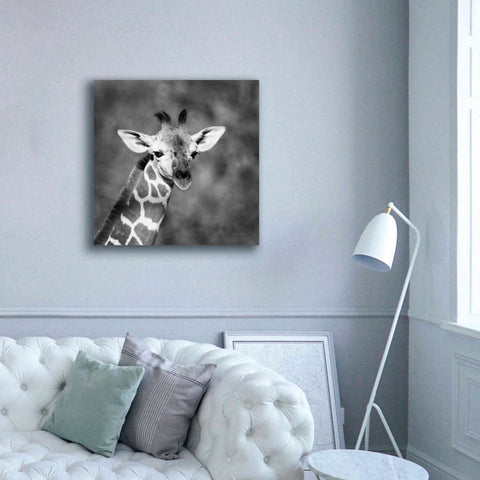 Image of 'Little Guy' by Debra Van Swearingen, Canvas Wall Art,37 x 37