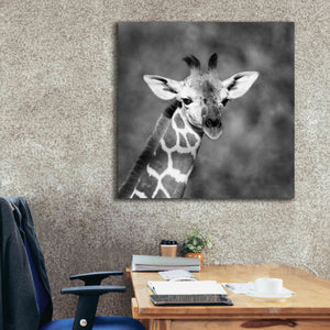 'Little Guy' by Debra Van Swearingen, Canvas Wall Art,37 x 37