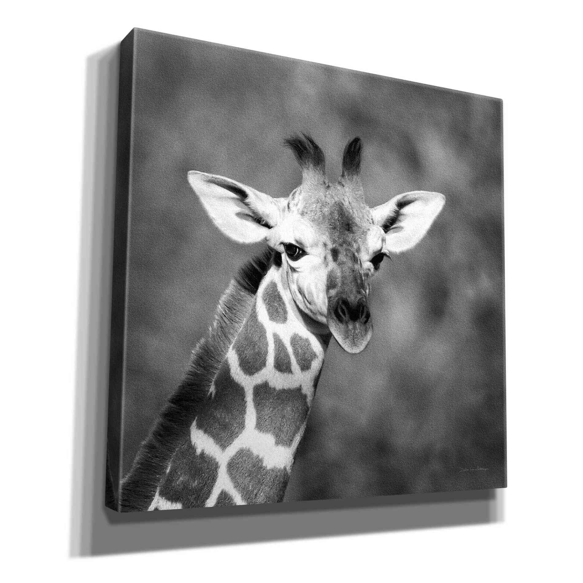 'Little Guy' by Debra Van Swearingen, Canvas Wall Art,12x12x1.1x0,18x18x1.1x0,26x26x1.74x0,37x37x1.74x0