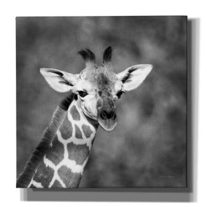 'Little Guy' by Debra Van Swearingen, Canvas Wall Art,12x12x1.1x0,18x18x1.1x0,26x26x1.74x0,37x37x1.74x0