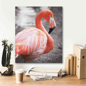 'Flamingo I on BW' by Debra Van Swearingen, Canvas Wall Art,20 x 24