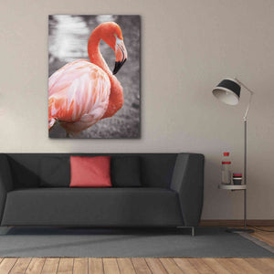 'Flamingo I on BW' by Debra Van Swearingen, Canvas Wall Art,40 x 54