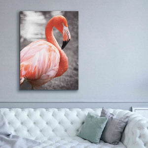 'Flamingo I on BW' by Debra Van Swearingen, Canvas Wall Art,40 x 54