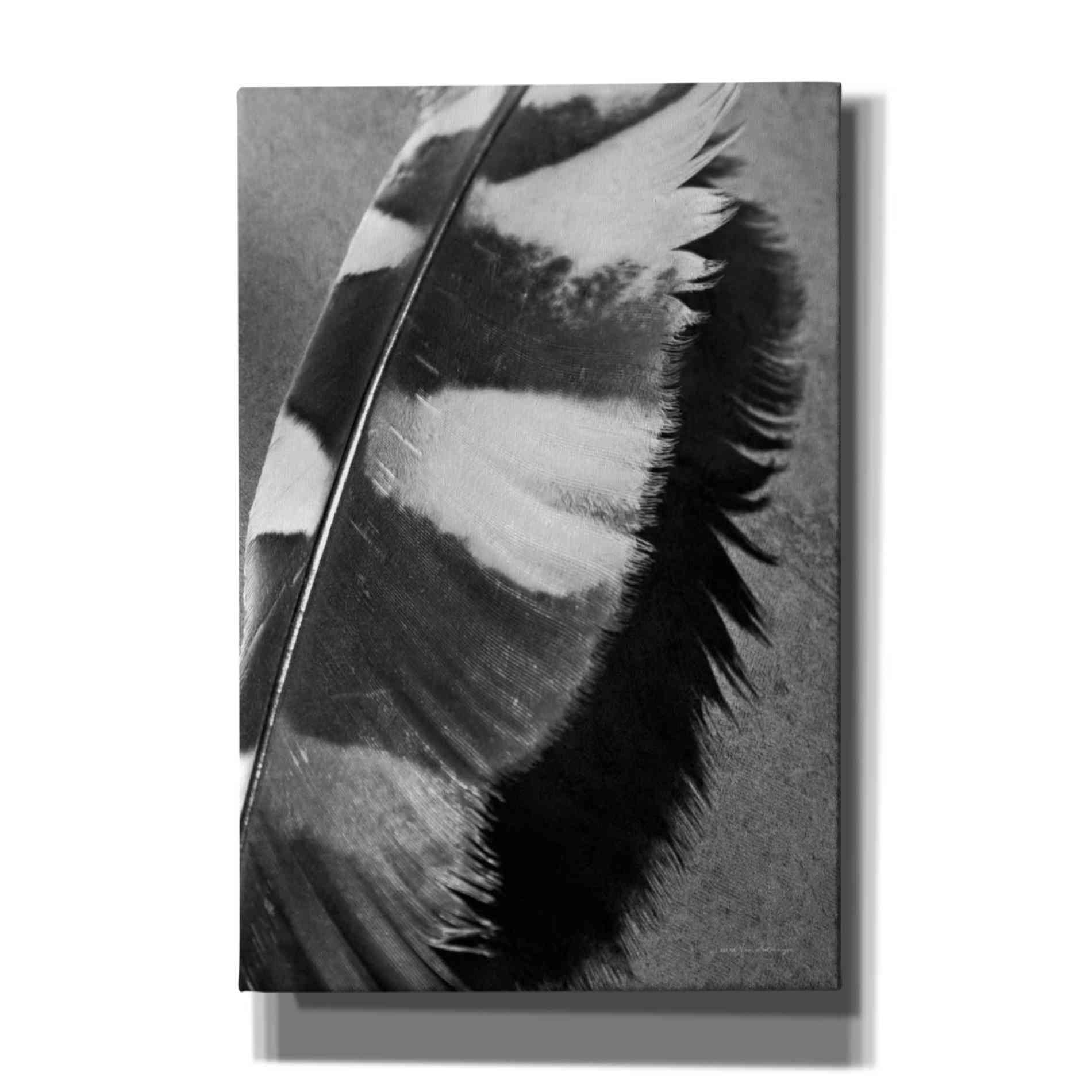 'Feather Shadow I' by Debra Van Swearingen, Canvas Wall Art,12x18x1.1x0,18x26x1.1x0,26x40x1.74x0,40x60x1.74x0