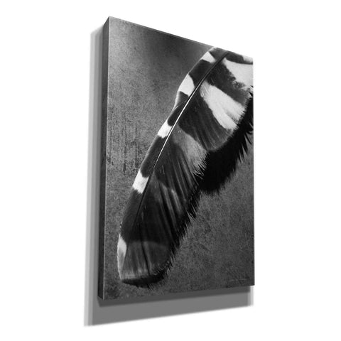 Image of 'Feather Shadow II' by Debra Van Swearingen, Canvas Wall Art,12x18x1.1x0,18x26x1.1x0,26x40x1.74x0,40x60x1.74x0