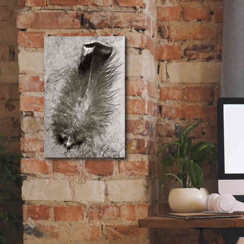 Image of 'Feather Shadow IV' by Debra Van Swearingen, Canvas Wall Art,12 x 18
