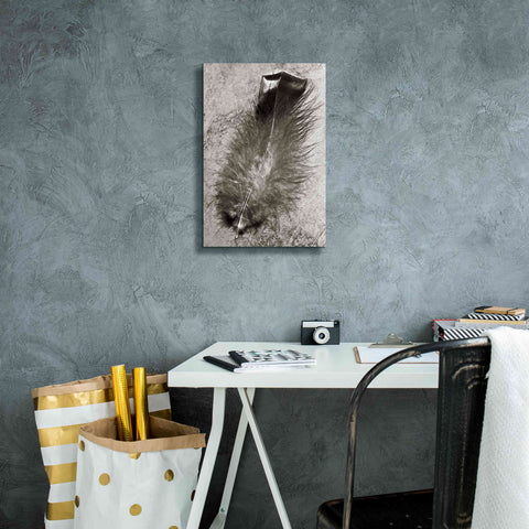 Image of 'Feather Shadow IV' by Debra Van Swearingen, Canvas Wall Art,12 x 18