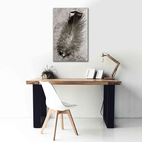 Image of 'Feather Shadow IV' by Debra Van Swearingen, Canvas Wall Art,26 x 40